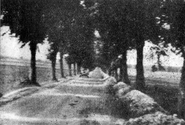 Choroszcz - aleja